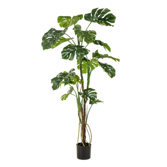 Kunstplant - Monstera  - Gatenplant - 180cm